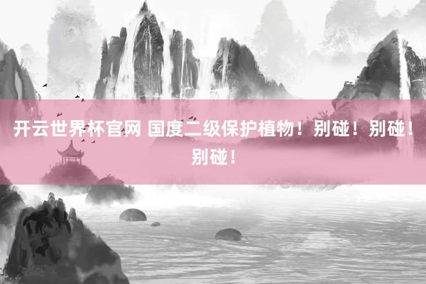 開云世界杯官網 國度二級保護植物！別碰！別碰！別碰！